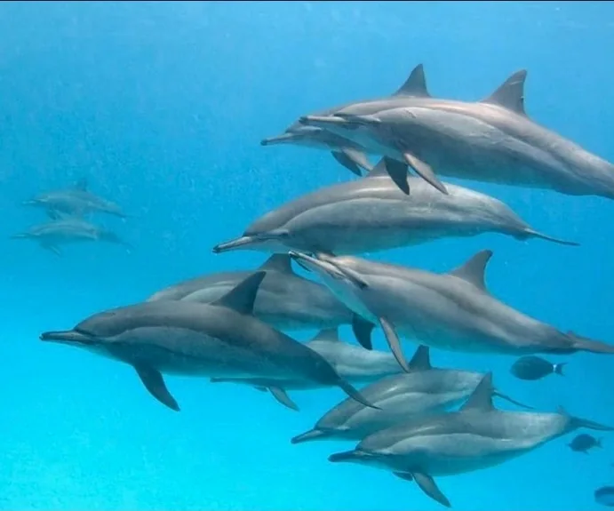 Dolphins underwater in the Red Sea